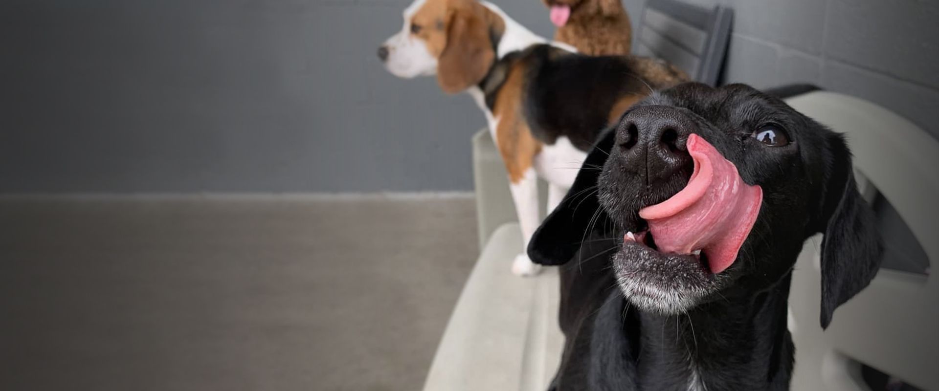 black dog with its tongue out at happy camper dog daycare