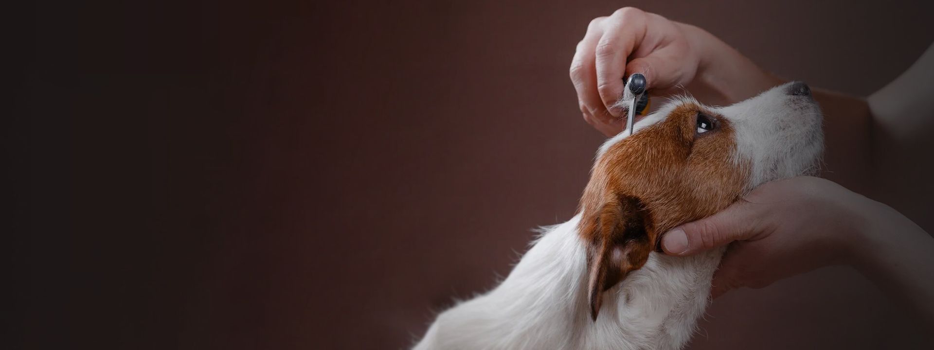pet groomer brushing dog