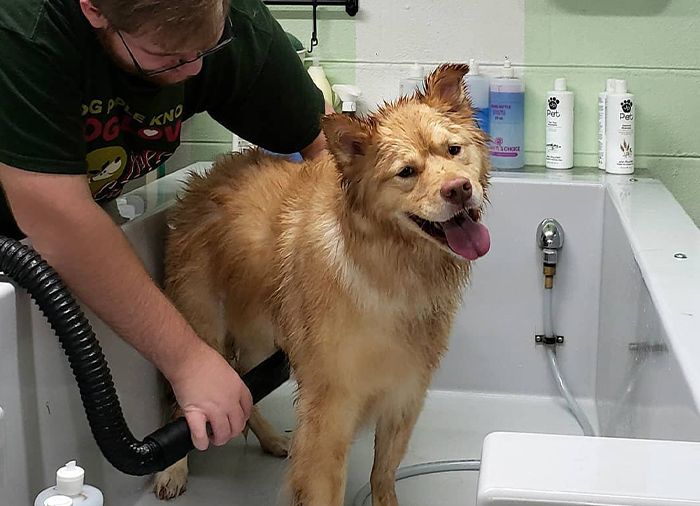 pet groomer bathing dog